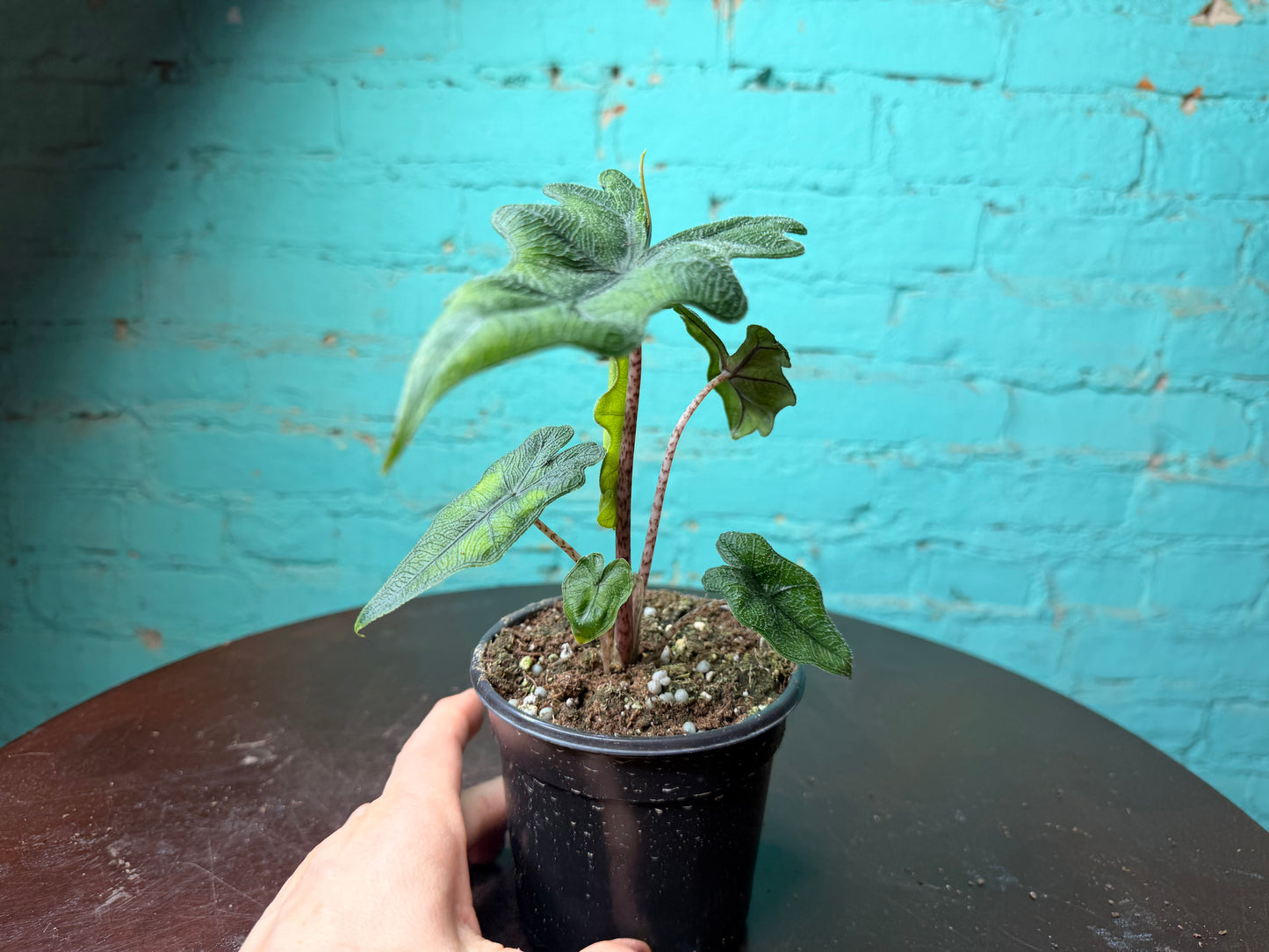 Alocasia ‘Jacklyn’ 4”
