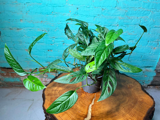 Swiss Cheese Wide Form 6”