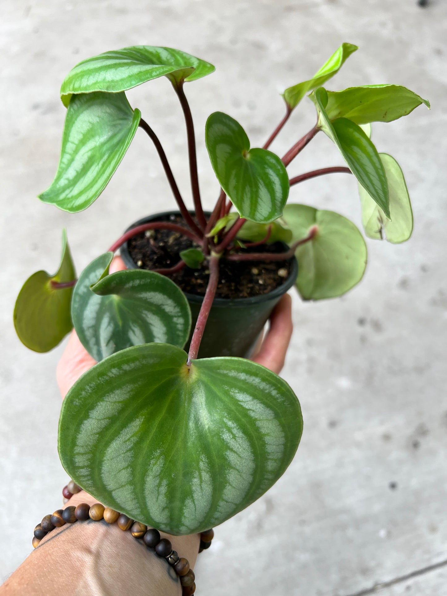 Watermelon Peperomia 4”