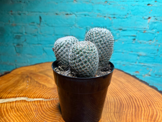 Mammillaria elegans Cactus 6”