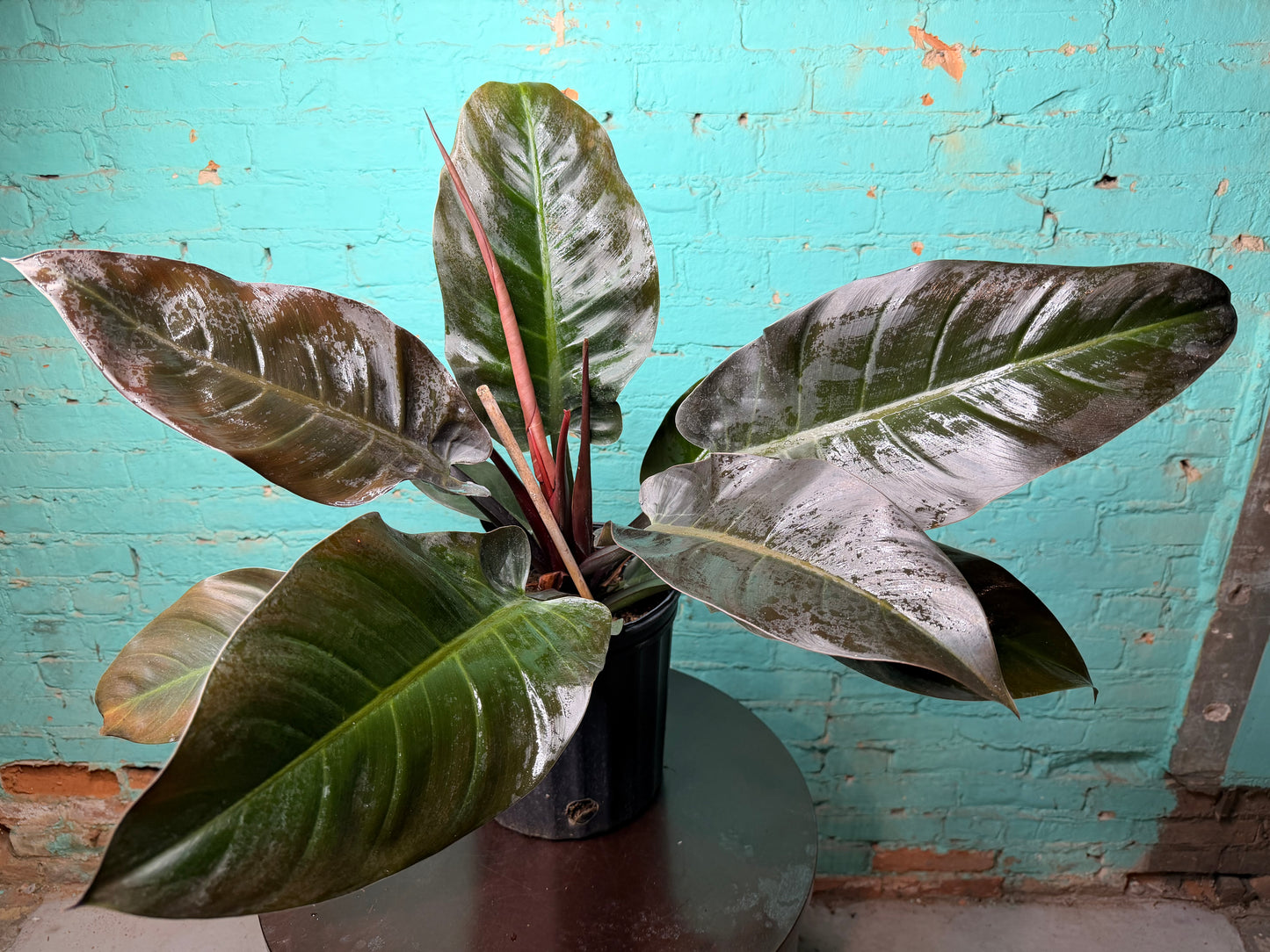 Philodendron Black Cardinal 10”