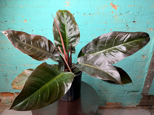 Philodendron Black Cardinal 10”