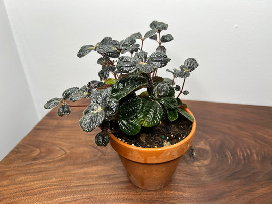 Pilea Chocolate 6” clay pot