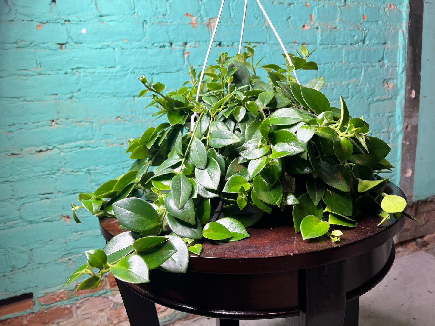 Lipstick Plant- Red 8” basket