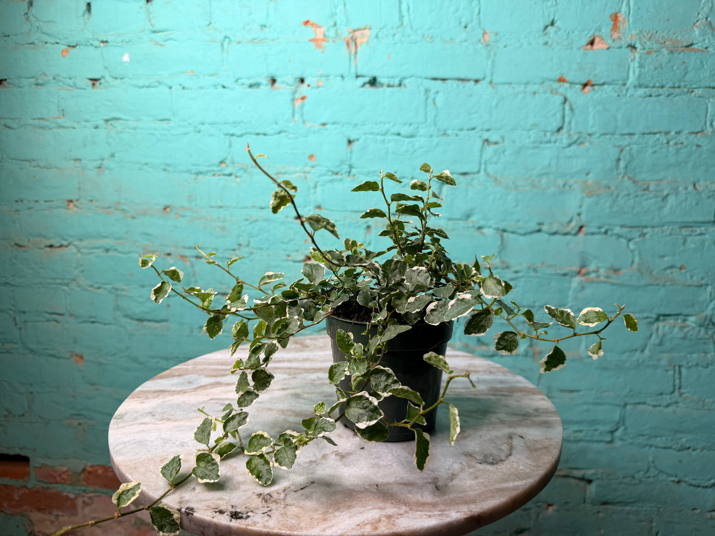 Creeping fig Variegated 4”