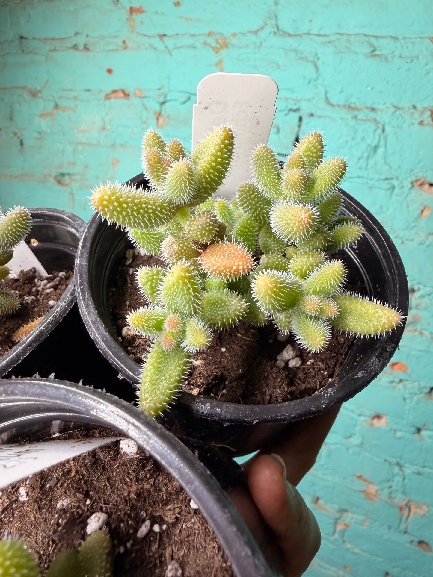 Pickle Plant 4”