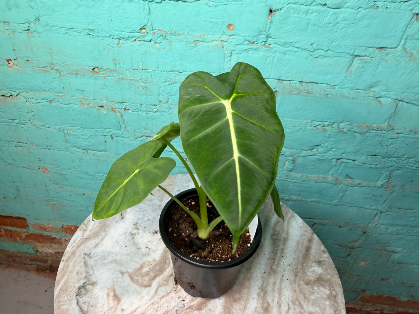 Alocasia Frydrek 4”