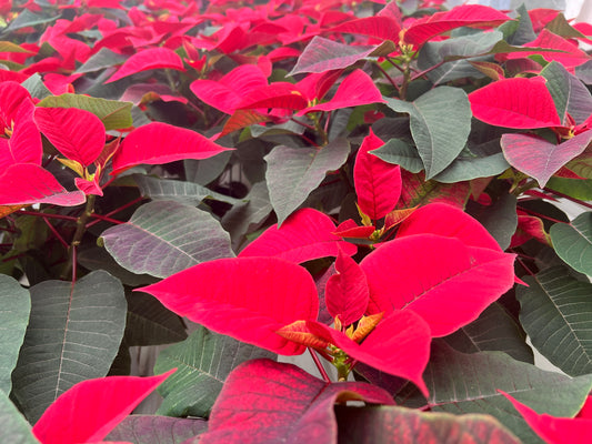 Poinsettia 4” Red