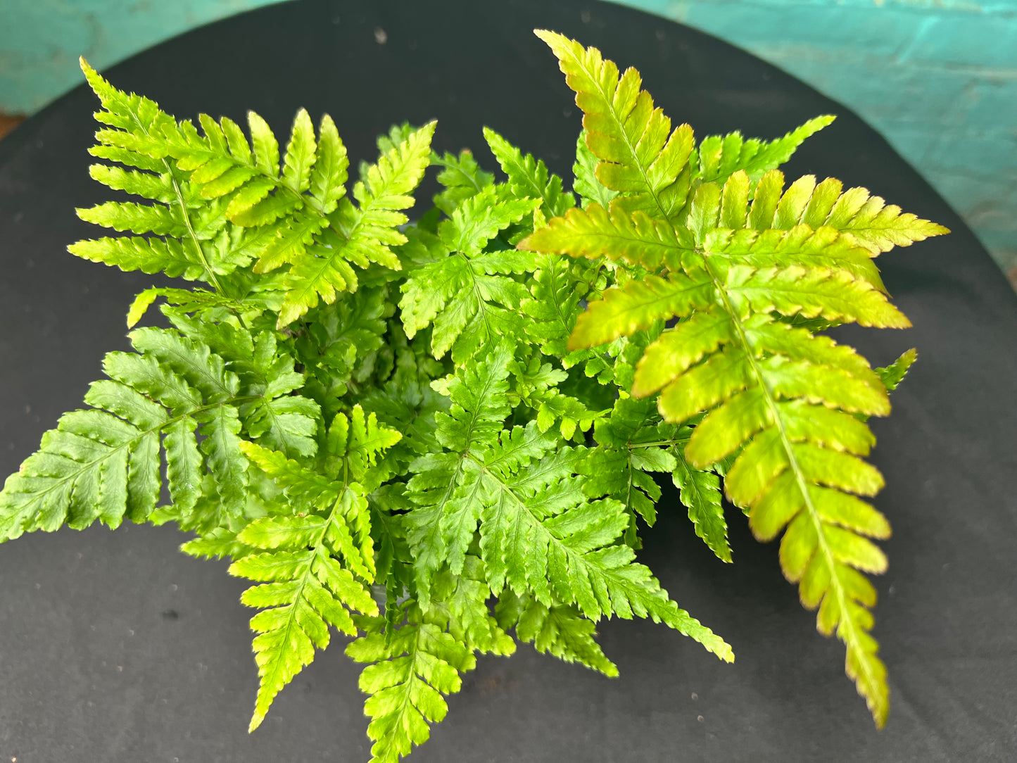 Autumn Fern 4”