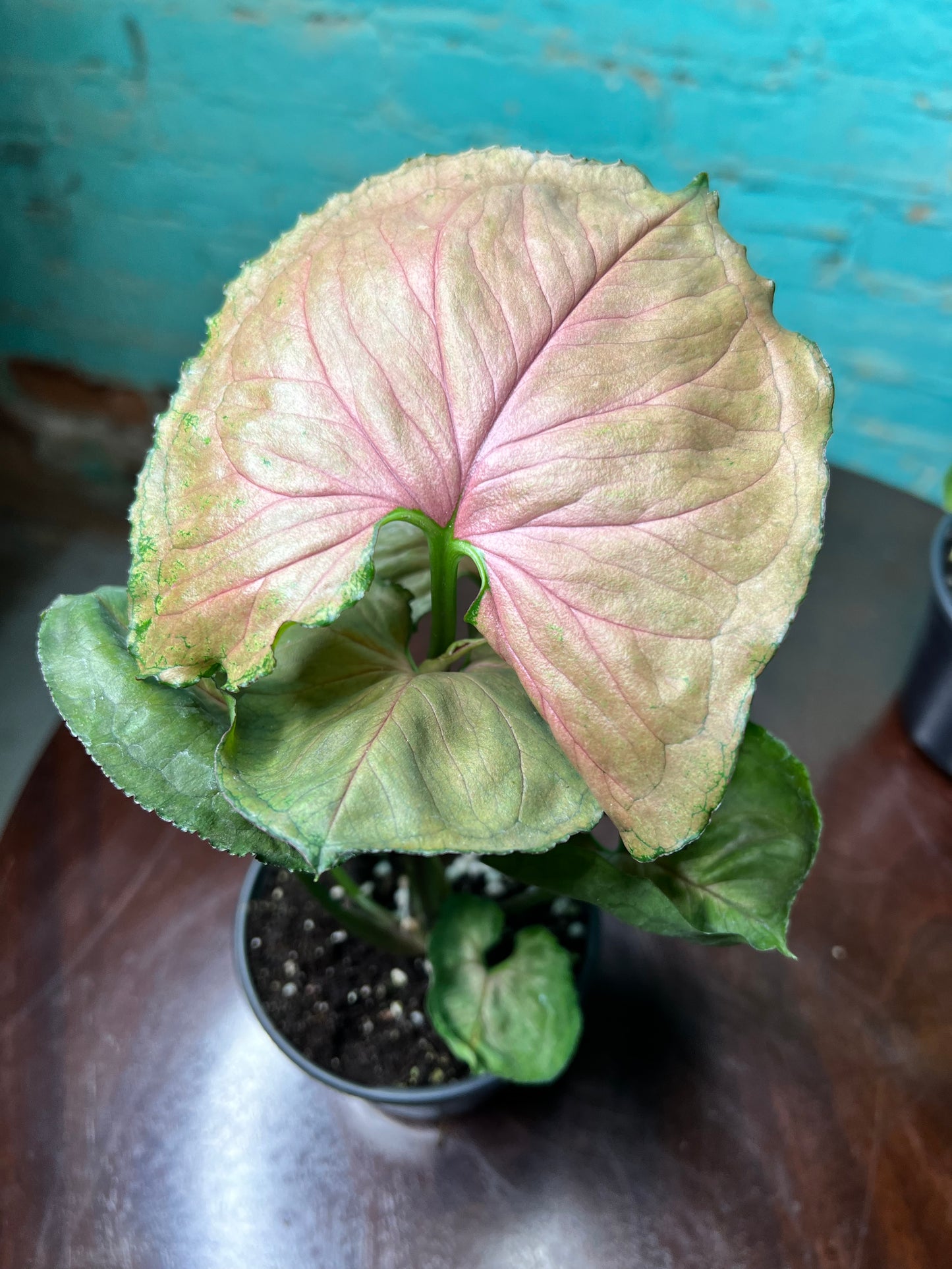 Syngonium Strawberry Ice 4”