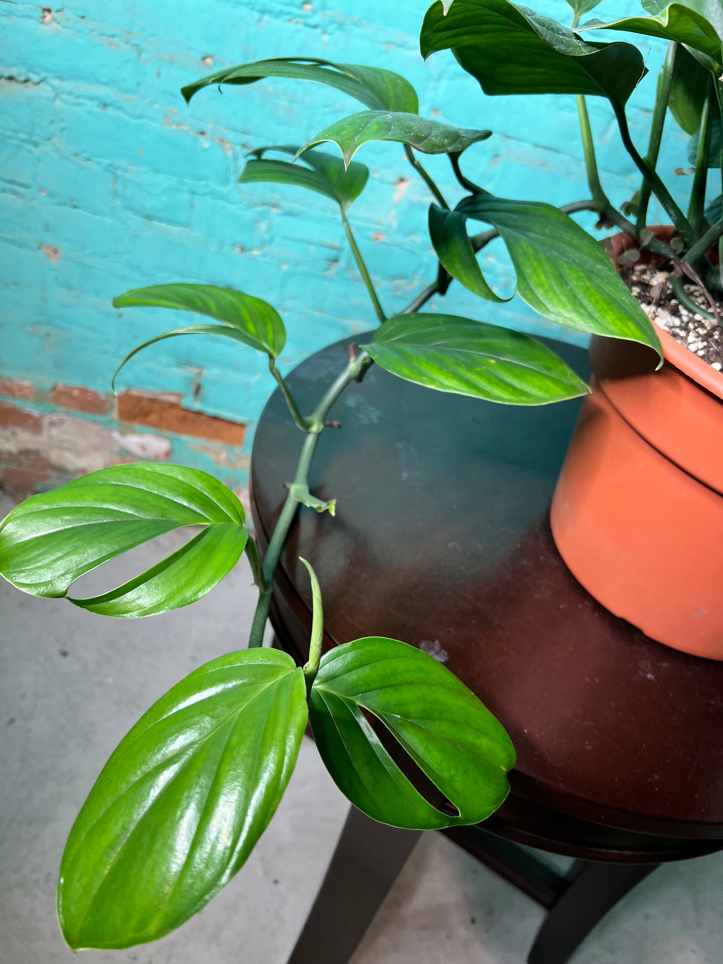 Monstera Peru-Monstera karstenianum Totem 8”