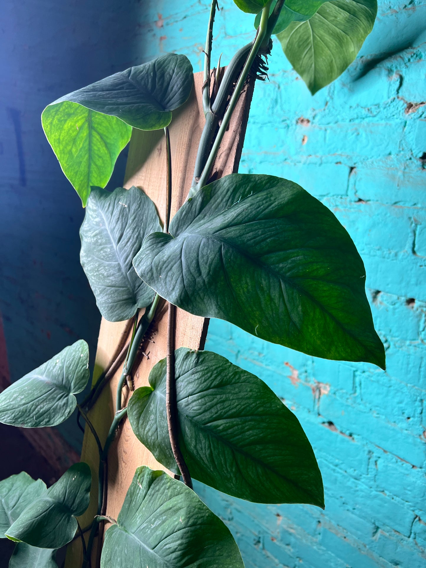 Monstera Dubia 10”