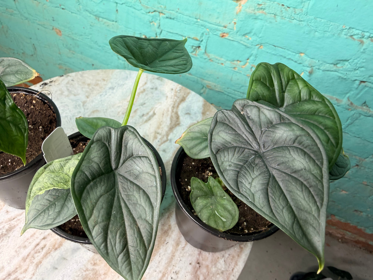 Alocasia Dragon Scale 4”