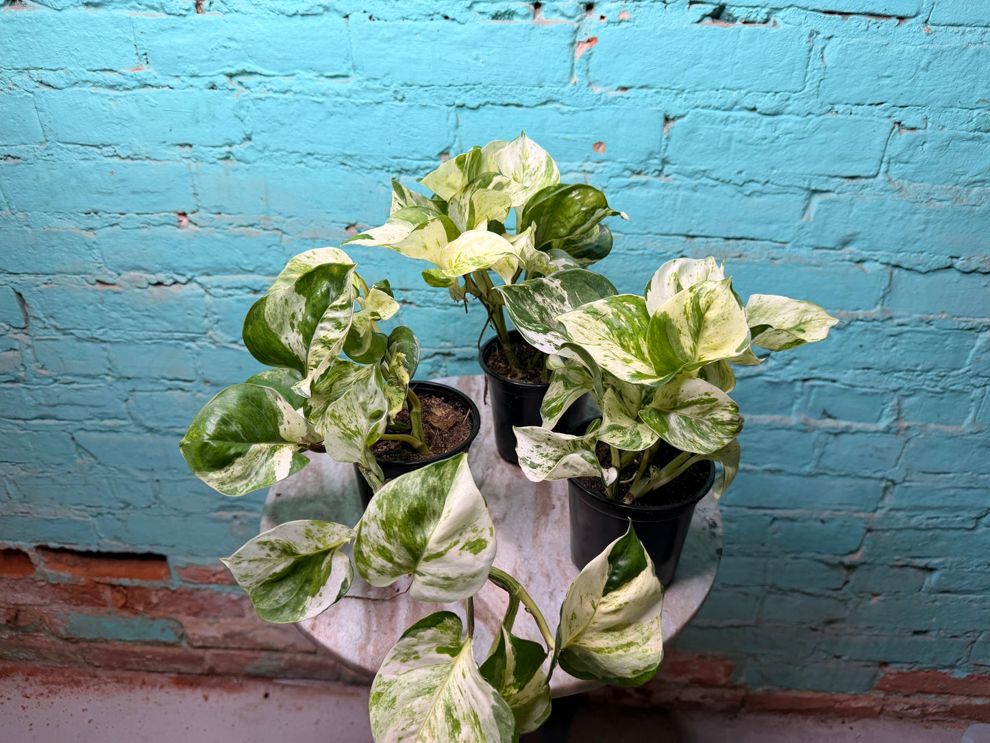 Manjula Pothos 4”