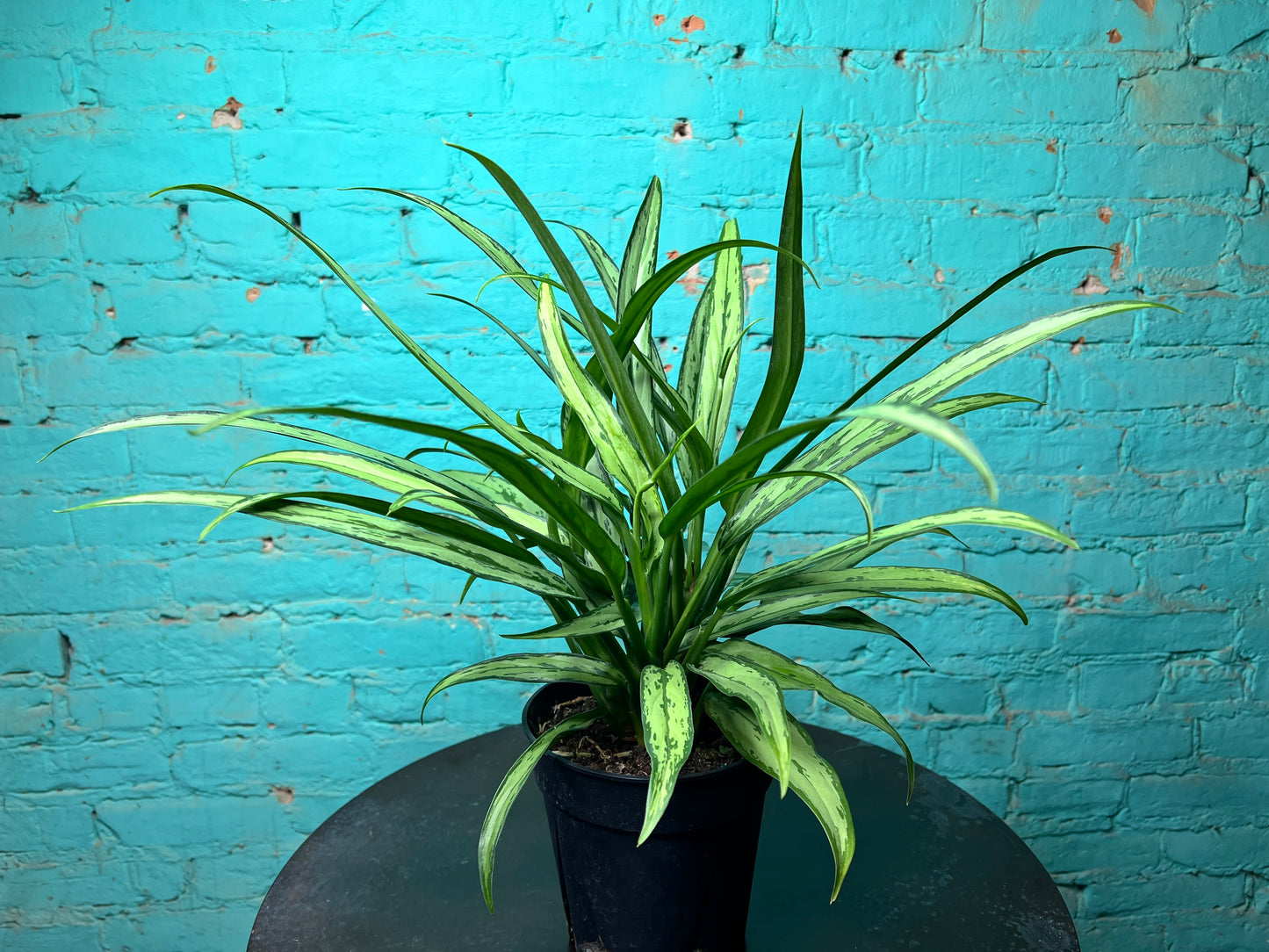 Aglaonema Cutless  6”