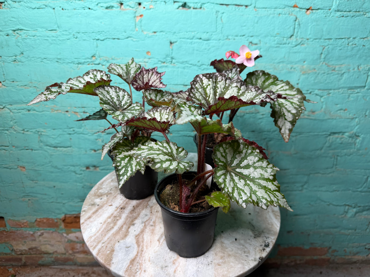 Begonia ‘Summer Storm’  4”