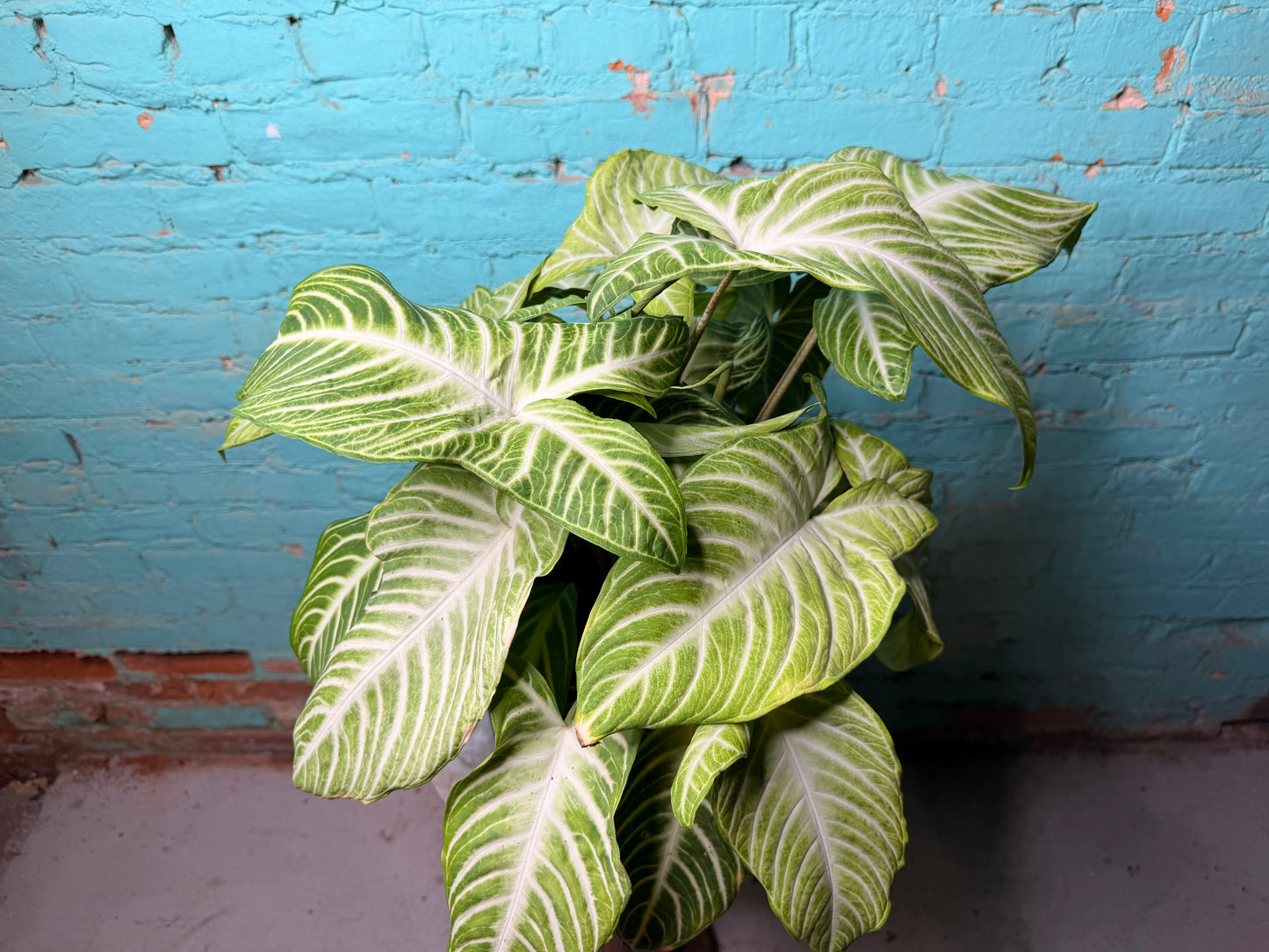 Xanthosoma Lendenii ‘Caladium Lindenii’ 10”