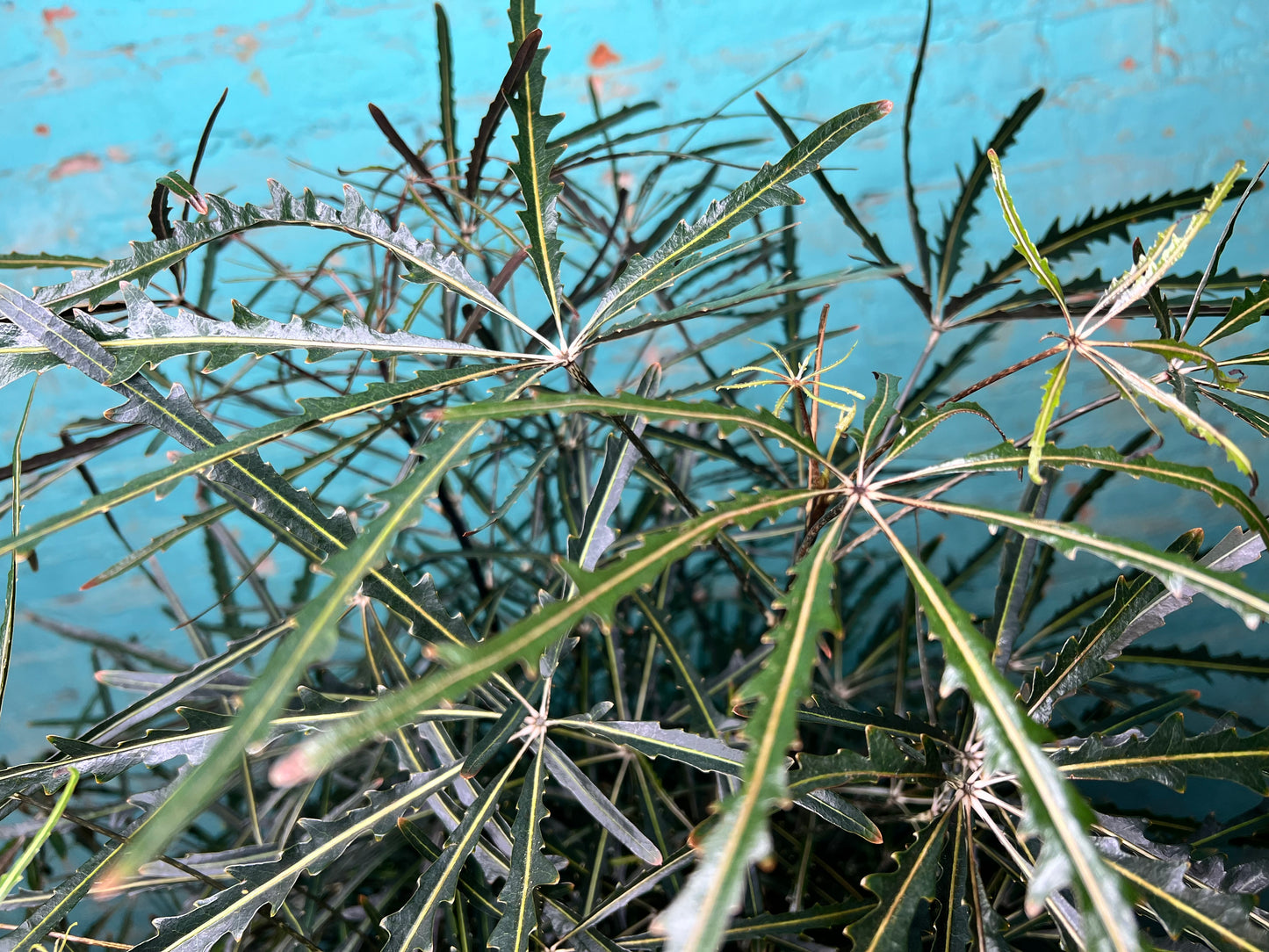 Aralia Elegantissima 10”