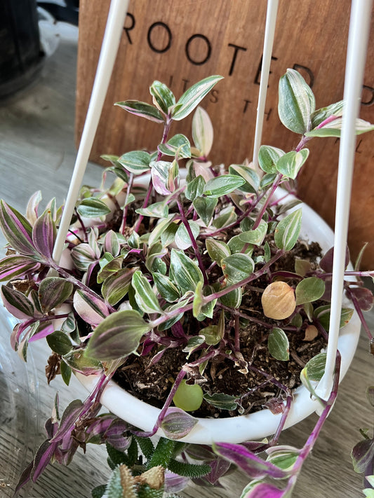 Wandering Jew 6” basket