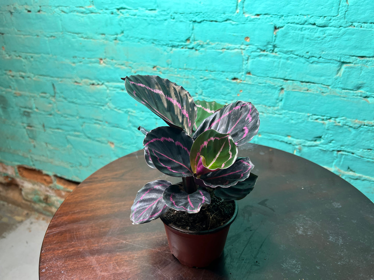Calathea Dottie  4”