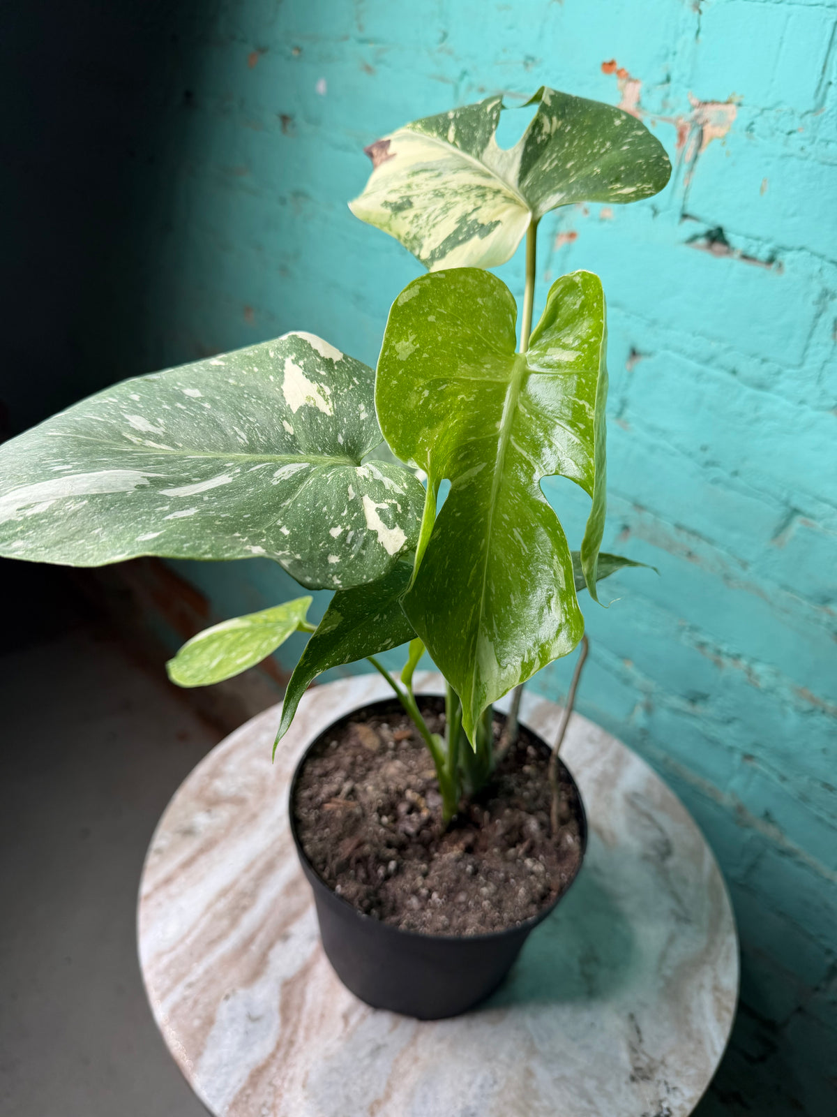 Monstera Thai constellation 4” repotted to 6”