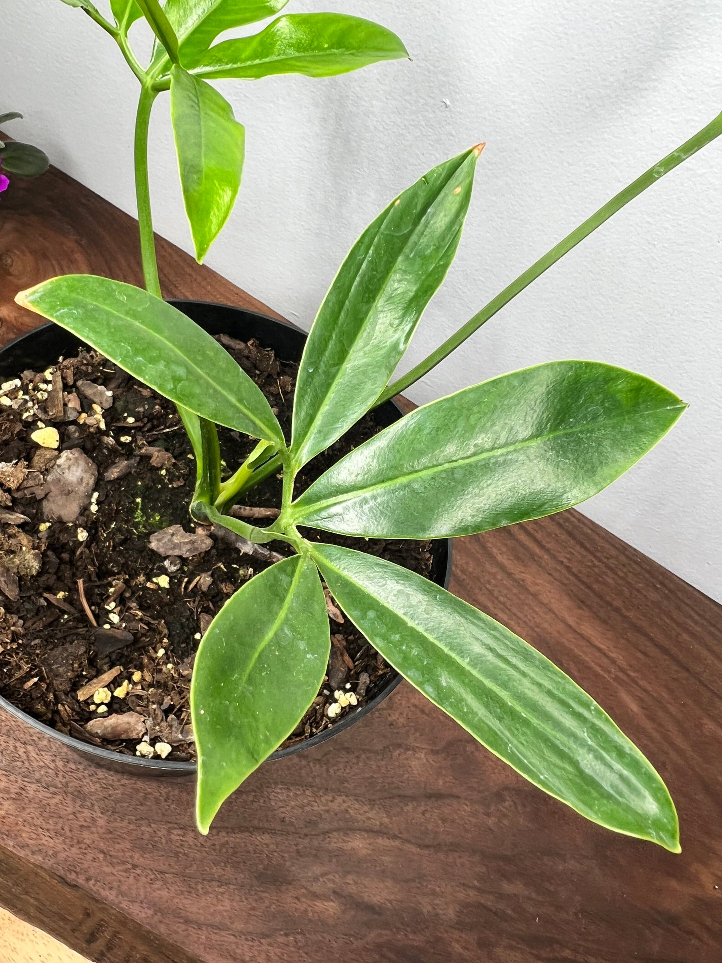 Philodendron- Goldeii 6”