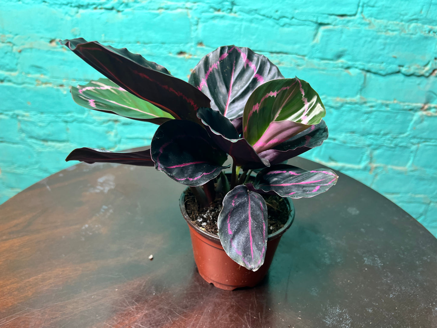 Calathea Dottie  4”