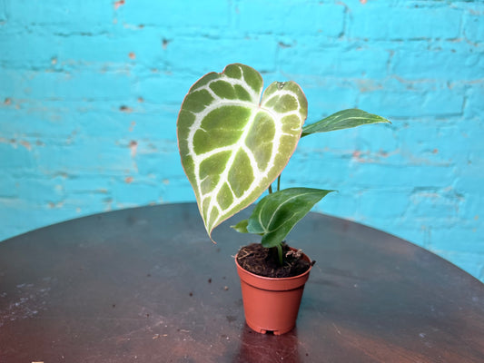 Anthurium Crystallinum