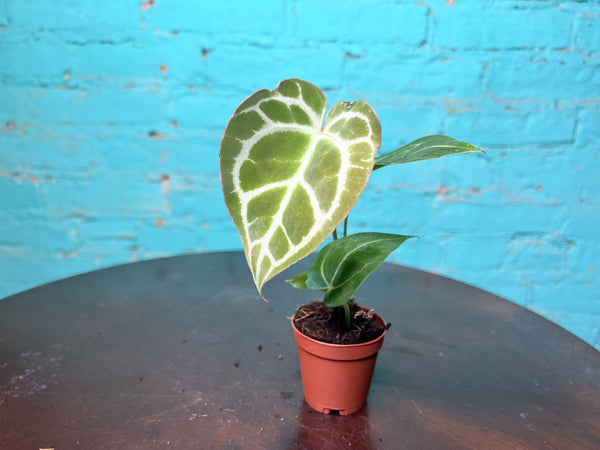 Anthurium Crystallinum 4” (repotted)