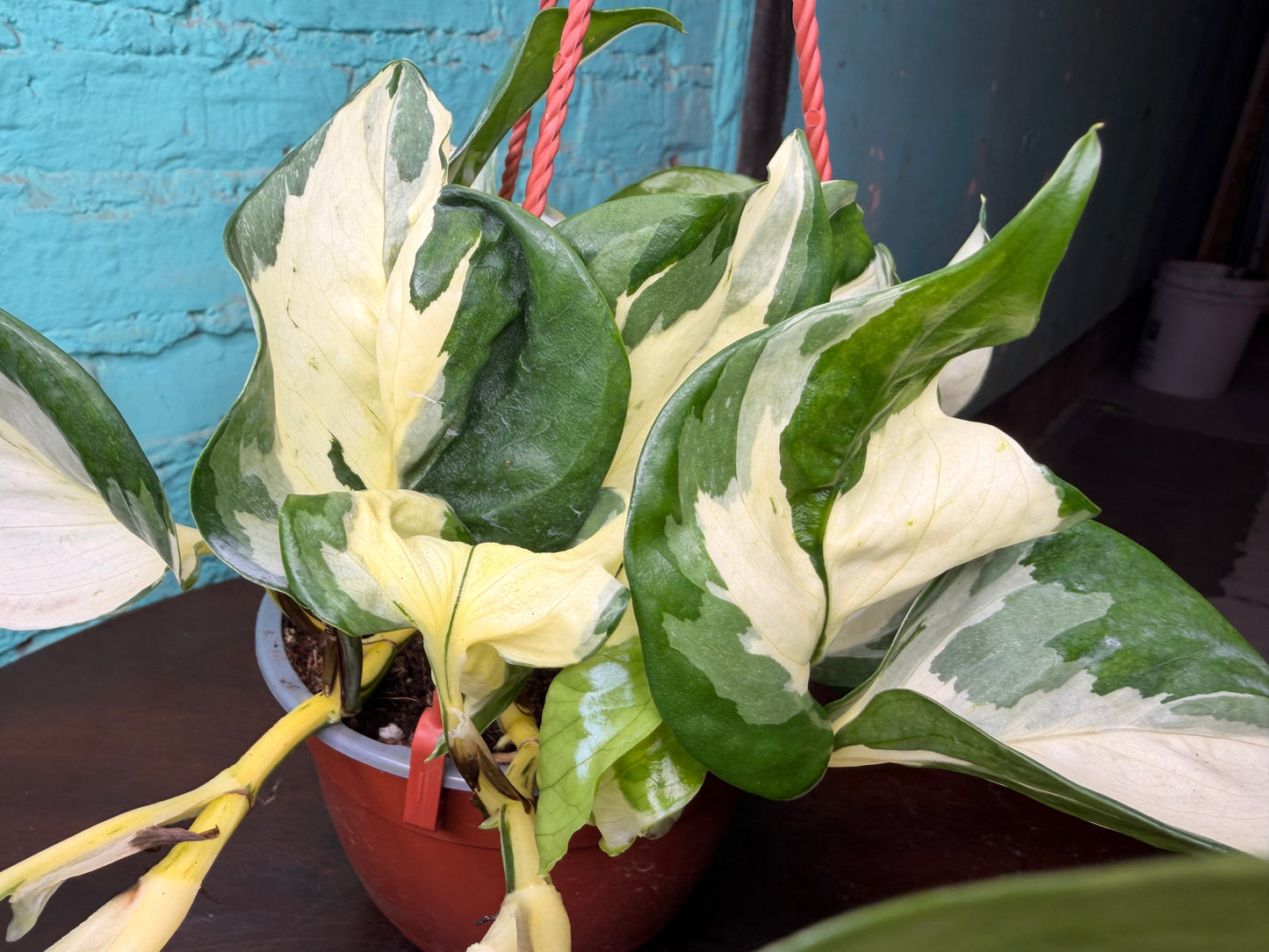 Pothos Ivory Night 6” Basket