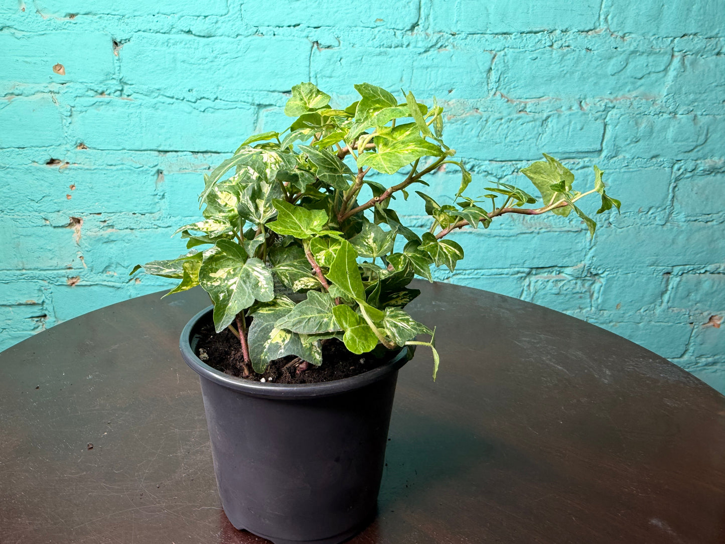 Ivy Golden Ingot