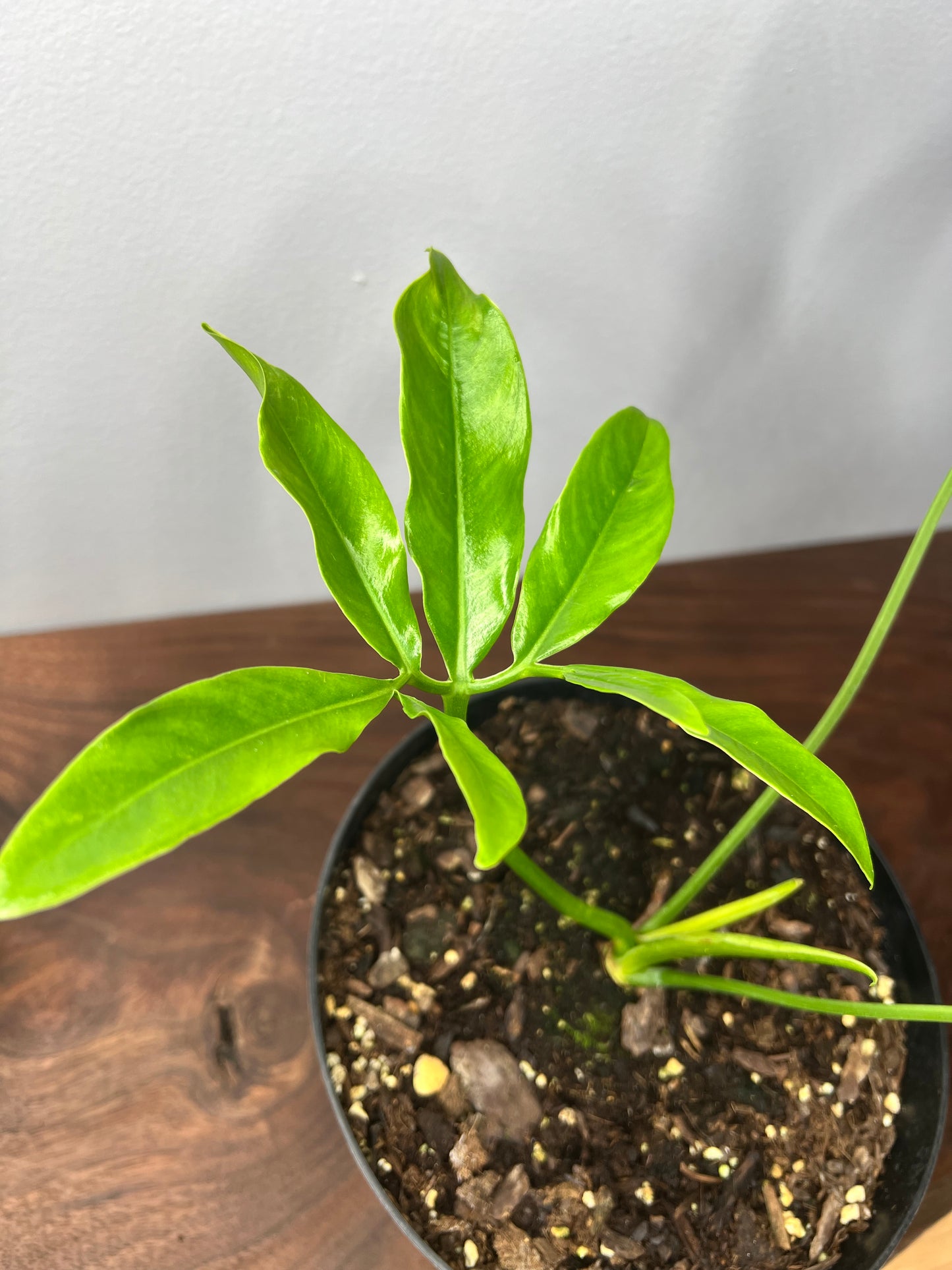 Philodendron- Goldeii 6”