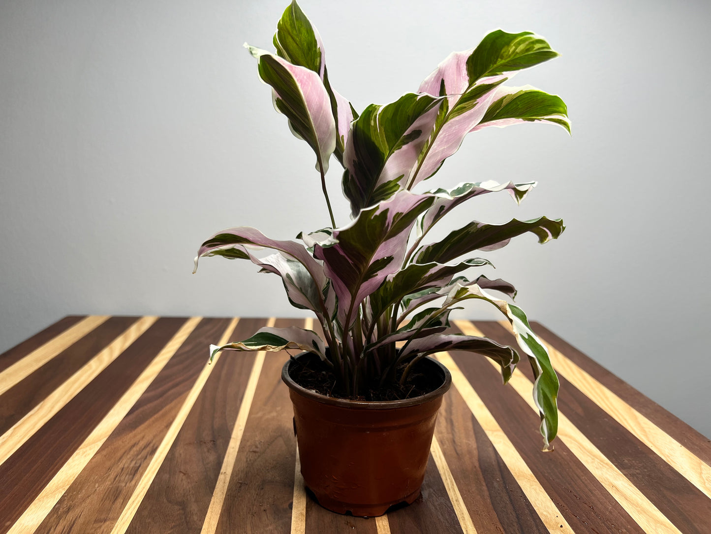 Calathea Stella 4inch