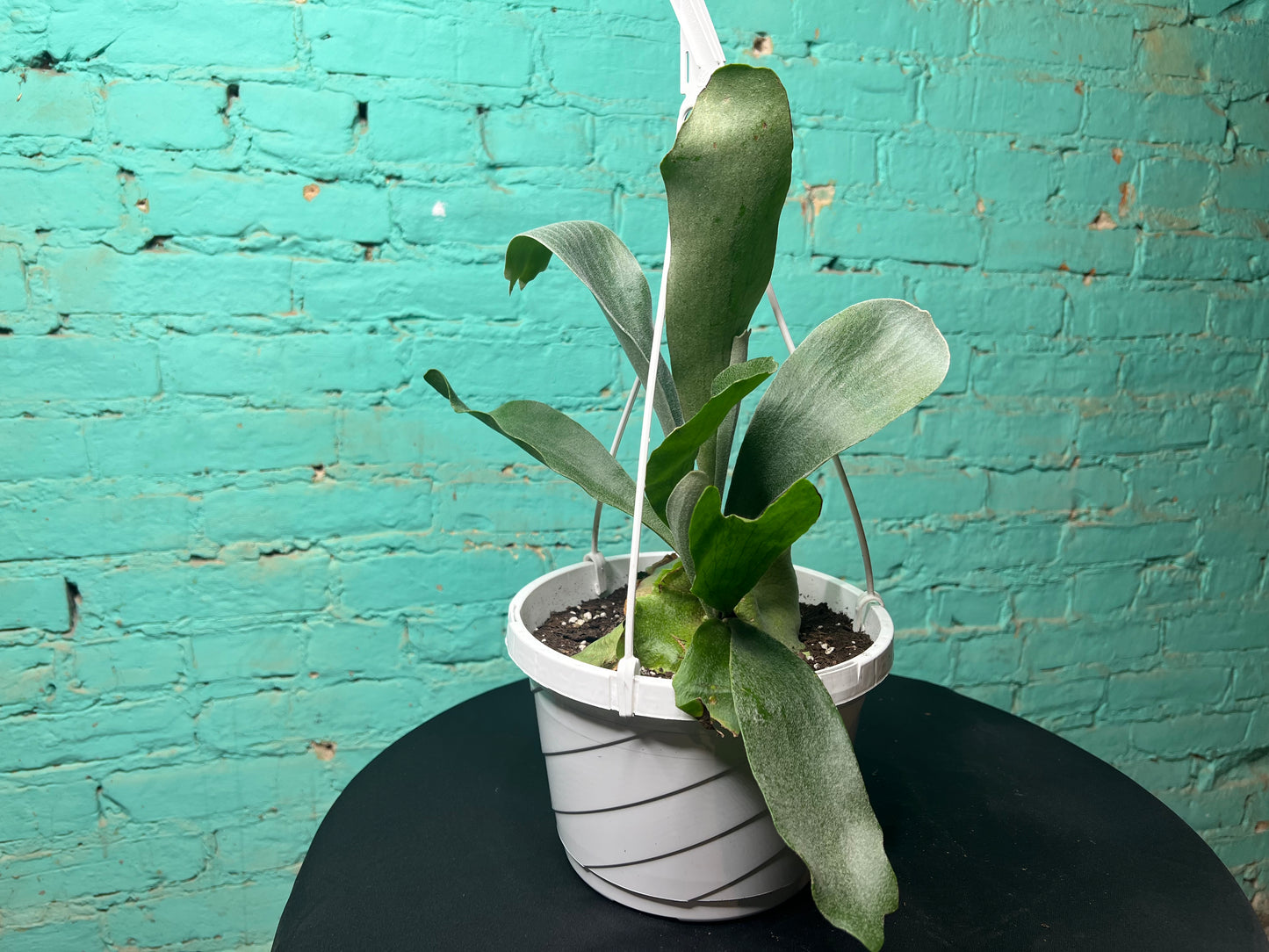 Platycerium bifurcatum -Staghorn Fern  8” basket
