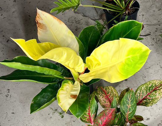 Philodendron Moonlight 10”