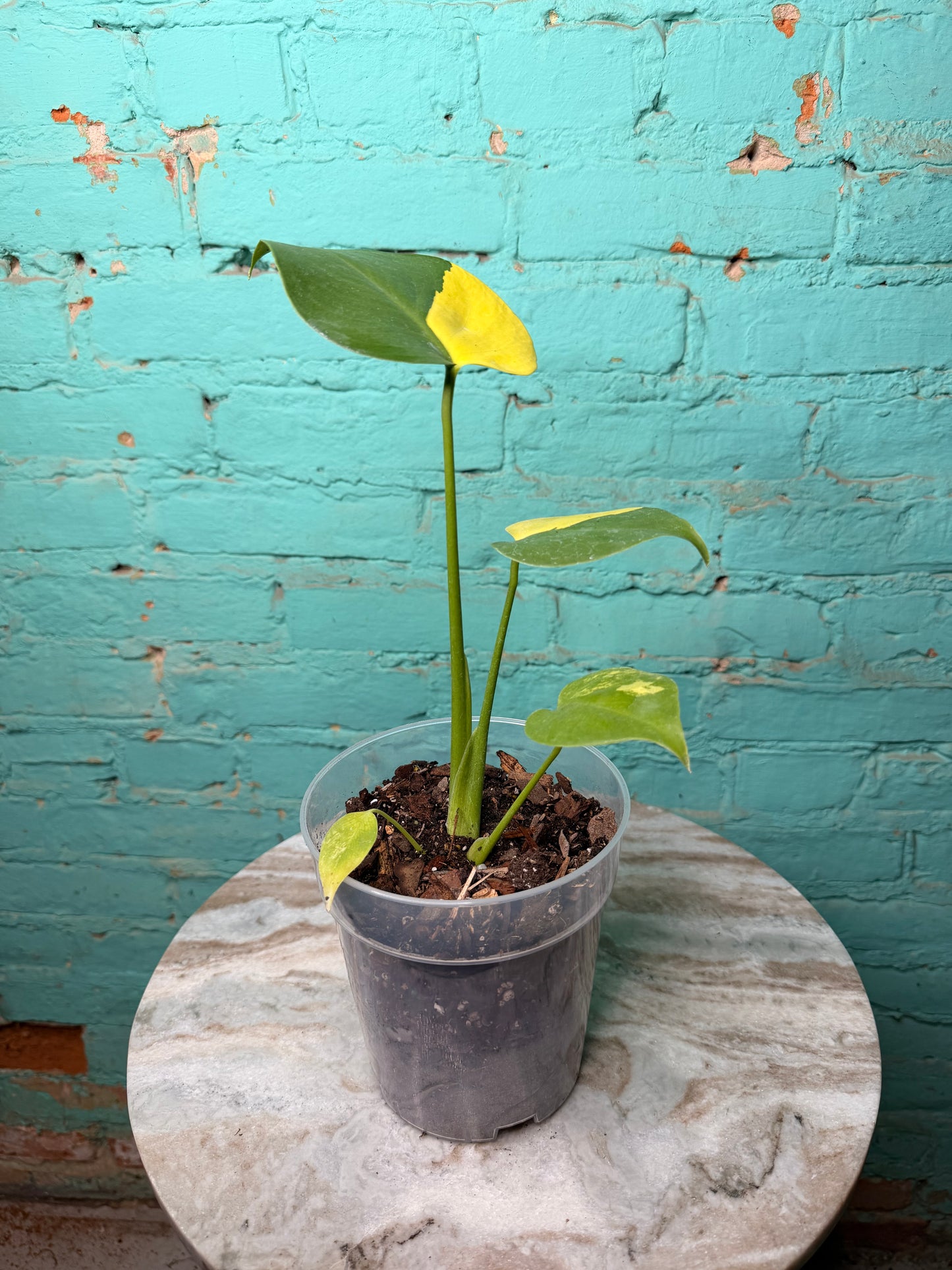 Monstera Deliciosa Yellow Marilyn 4” (repotted in clear 6”)