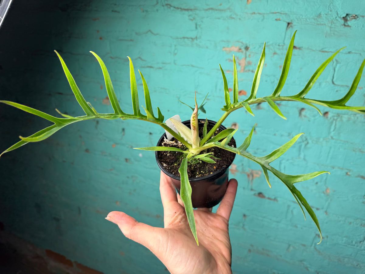 Philodendron Tortum 4”