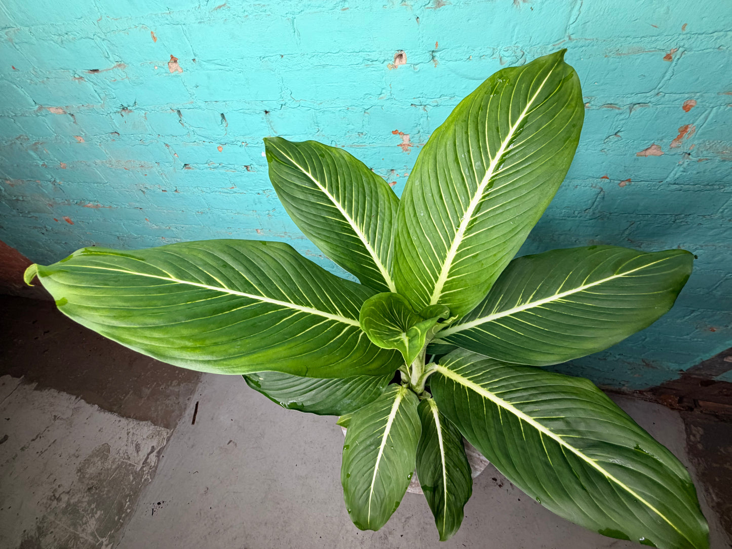 Dieffenbachia Sterling 6”