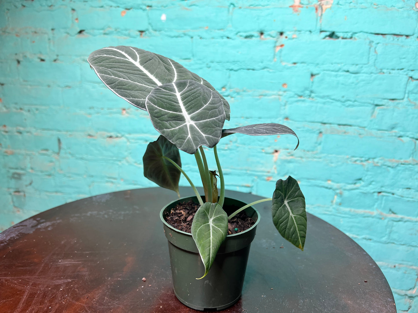Alocasia-Black Velvet 4”