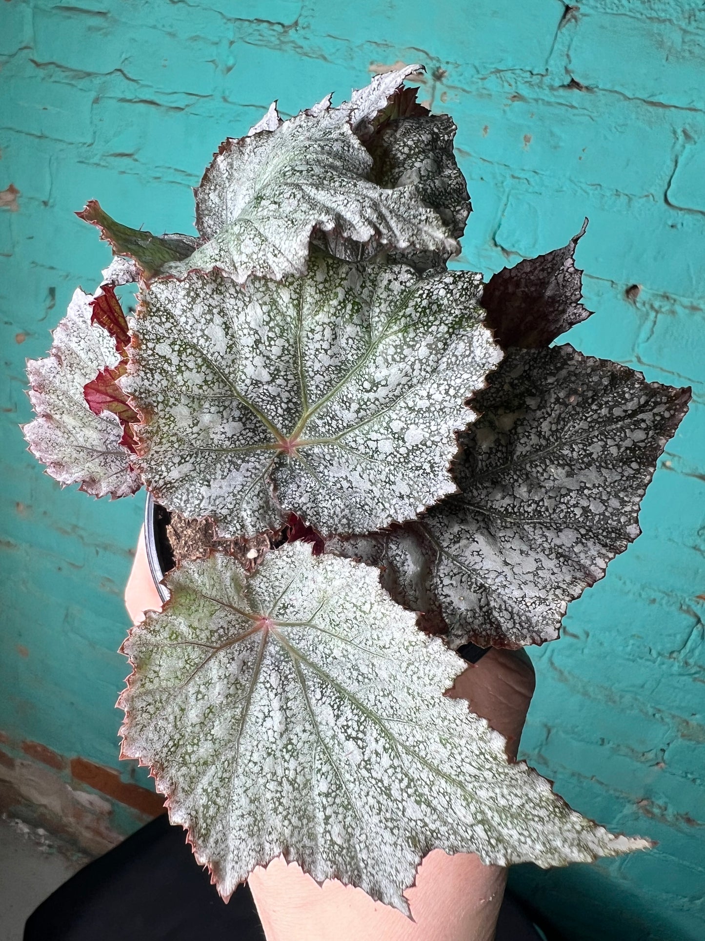Begonia Rex “ Shadow King Cool White”
