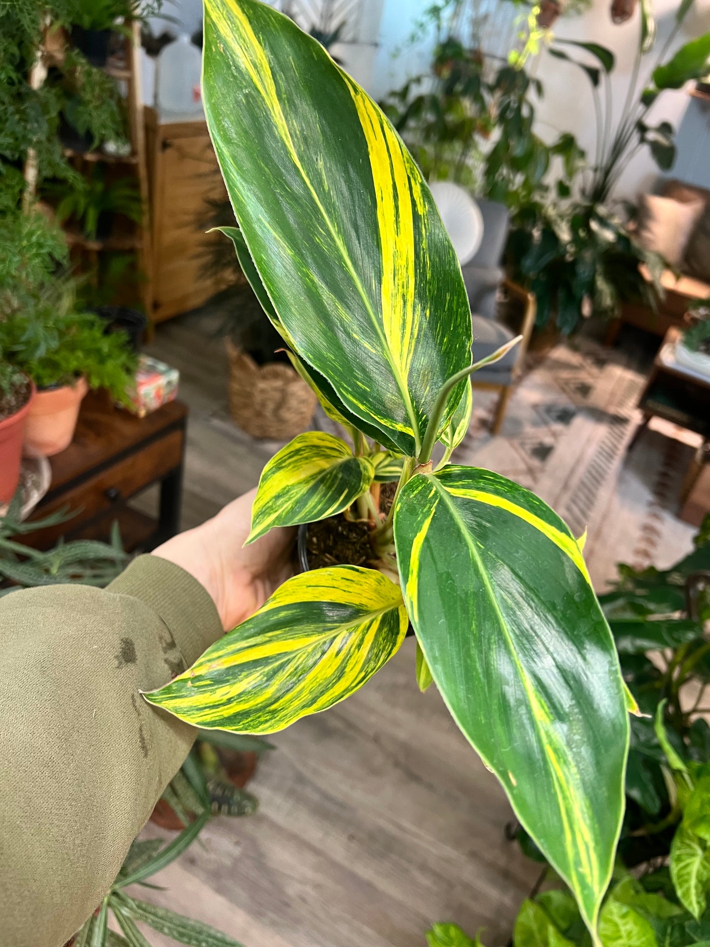 Ginger Plant- variegated 4”