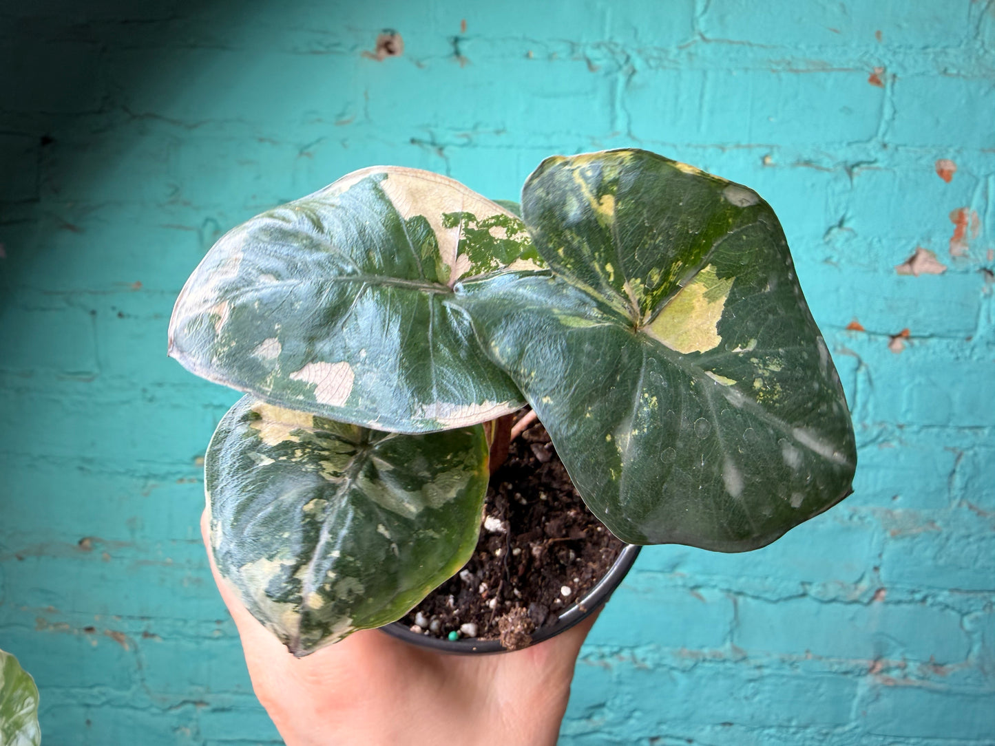 Alocaisa Yucatán Princess Variegated Pink 4”