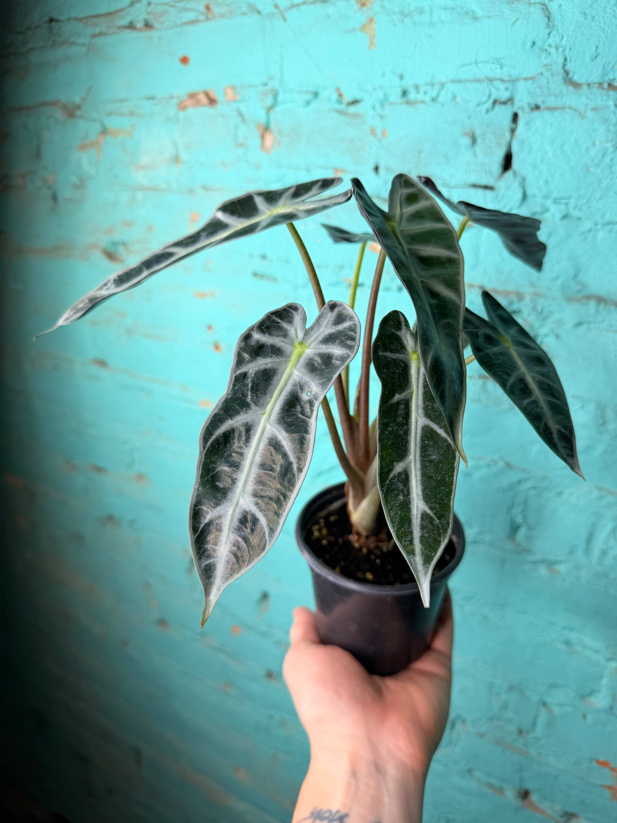 Alocasia ‘Bambino’ 4”