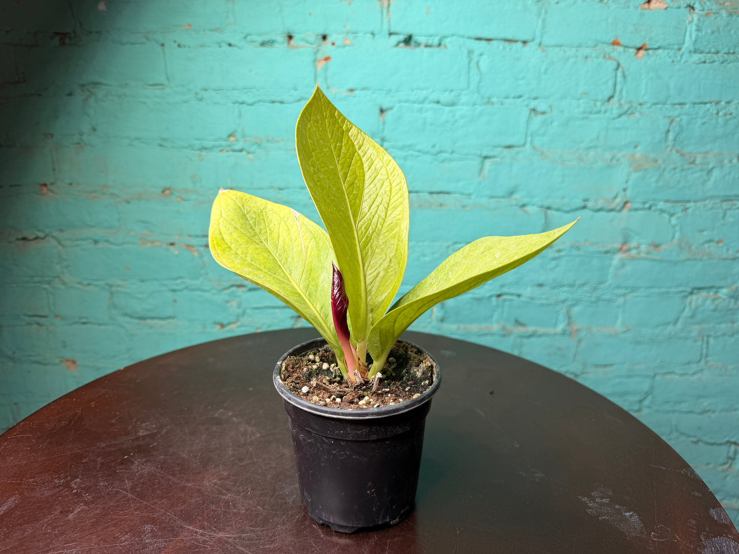 Anthurium ‘King of Kings’ 4”