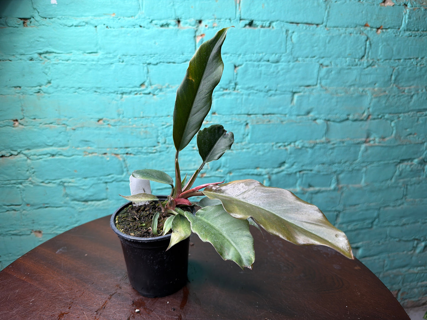 Philodendron Choco Empress 4”