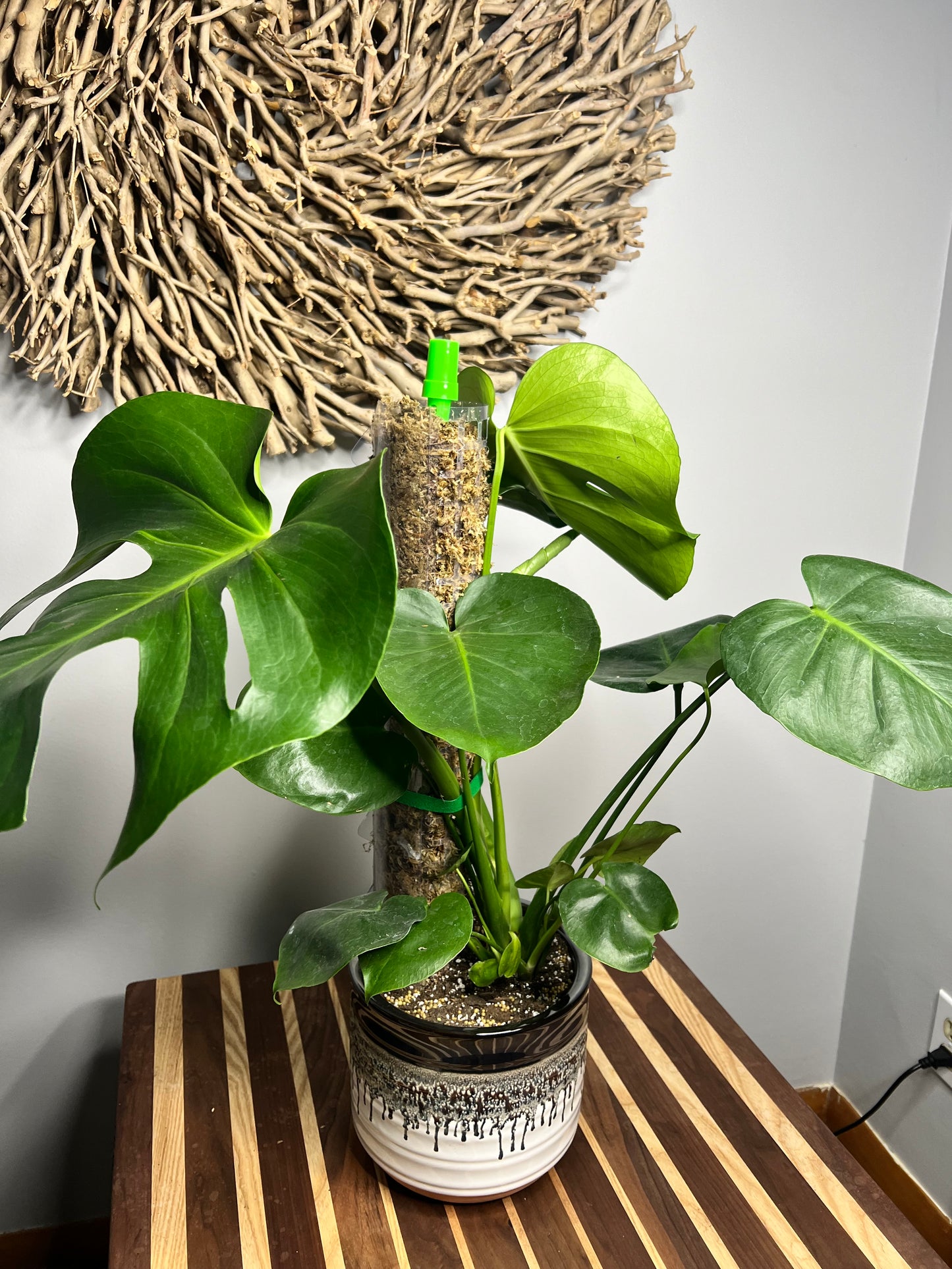 Repot Monstera with a Moss pole