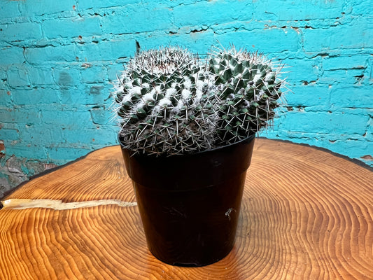 Mammillaria Nejapensis Cactus 6”