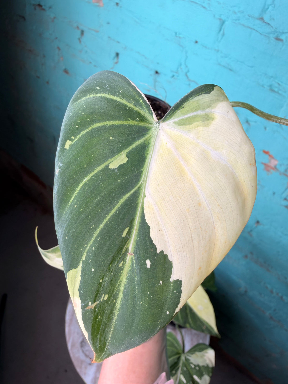 Philodendron Gloriosum Variegated Type 2