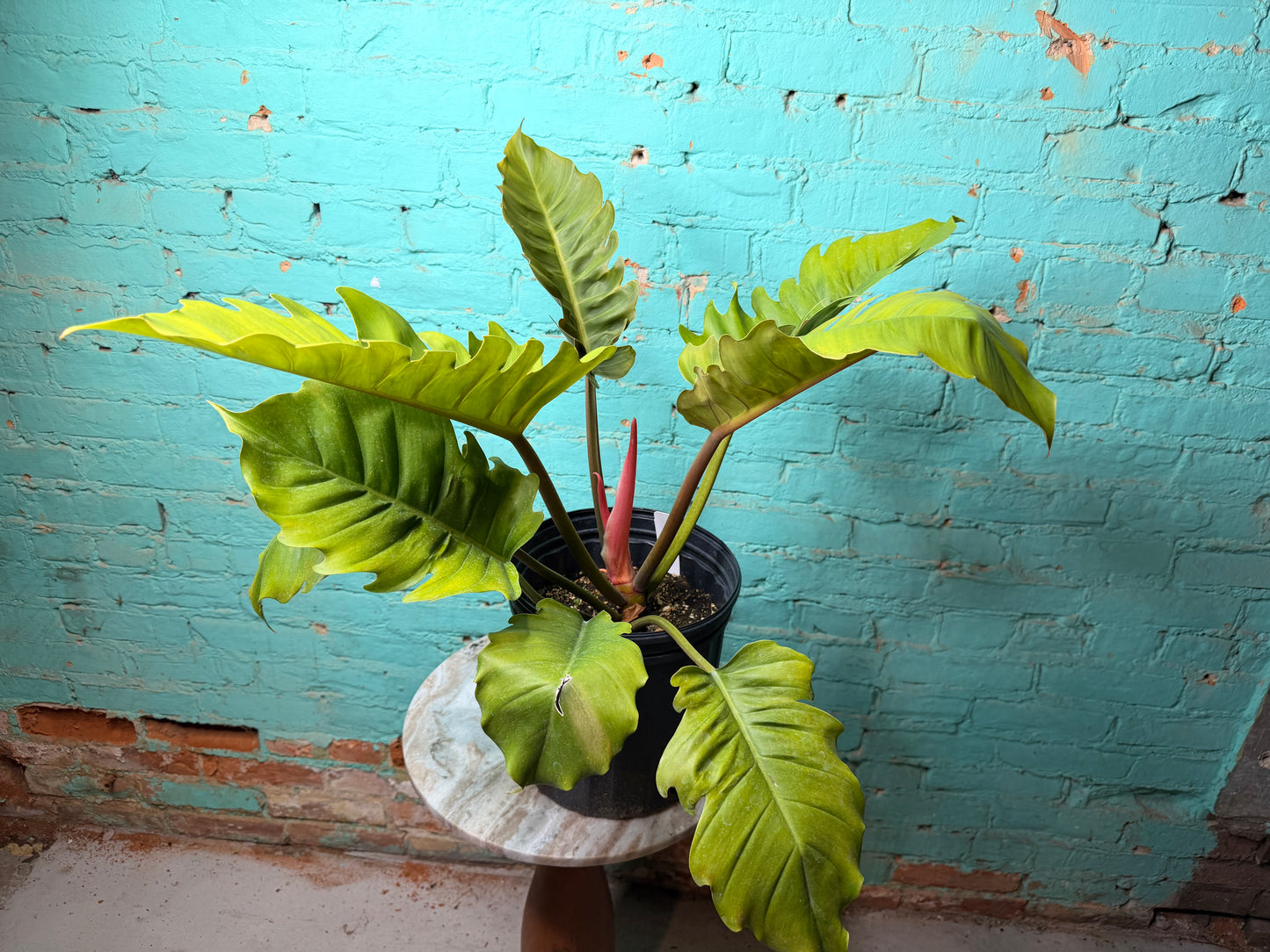 Philodendron Choco Empress 10”