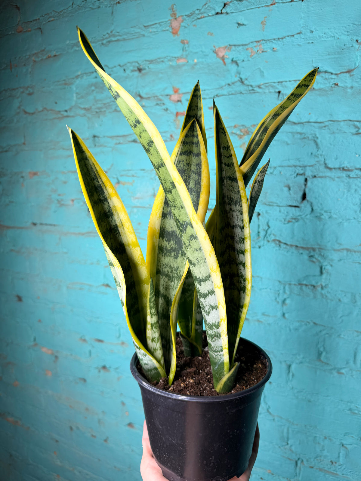 Snake Plant 6”